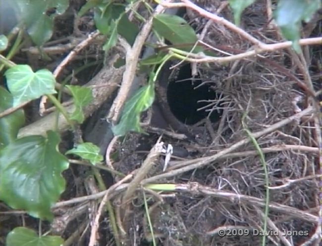 Cctv image of Ivy tree nest box