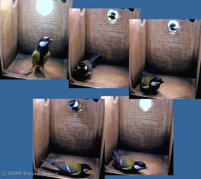 Great Tit visit to nestbox -1