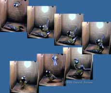 Great Tit visit to nestbox -2