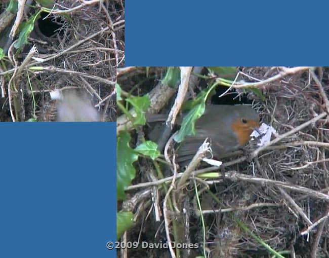The Robin with Birch bark outside the nestbox