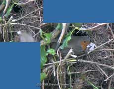 The Robin with Birch bark outside the nestbox
