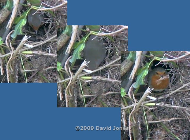 The Robin with skeletonized leaf outside the nestbox