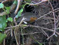 The Robin spreads it wing outside the nestbox