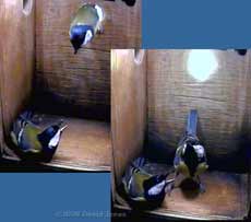 Great Tits visit nestbox