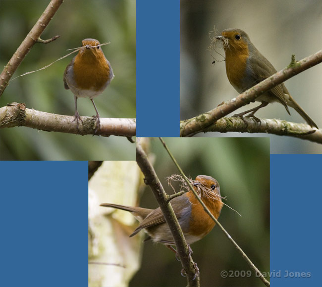 Female Robin prepares to deliver materials to the nestbox - 1