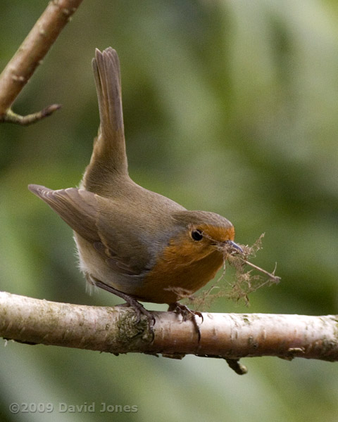 Female Robin prepares to deliver materials to the nestbox - 2