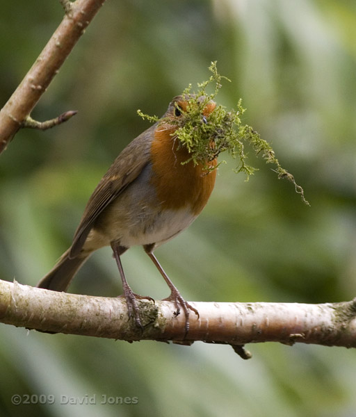 Female Robin prepares to deliver moss to the nestbox