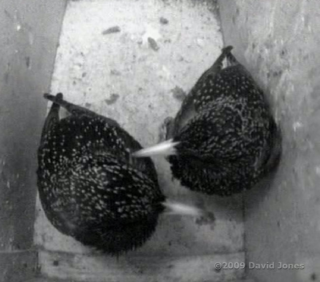 Starlings roosting in box R tonight