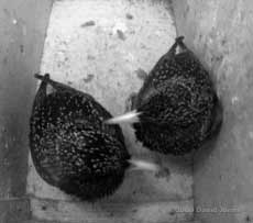 Starlings roosting in box R tonight