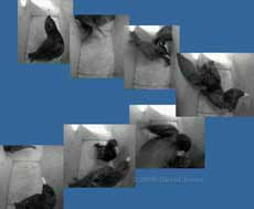 Starling sequence before roosting - 1