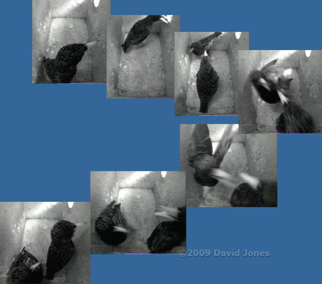 Starling sequence before roosting - 2