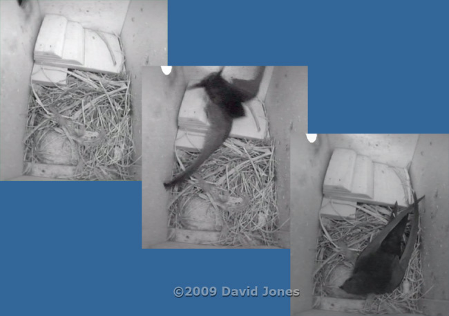 Female Swift returns at 4.56am after a 'night out'