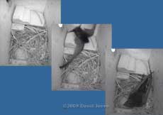 Female Swift returns at 4.56am after a 'night out'