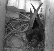 Female Swift panting ( around 30C outside)