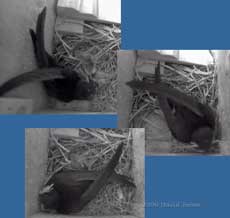 Male Swift brings in straw and feathers(?)