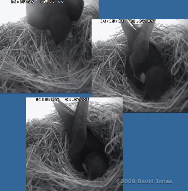 A Swift brihngs a feather(?) into the upper Swift nest box
