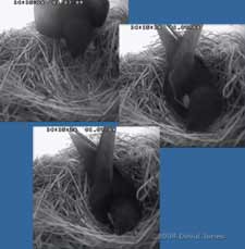 A Swift brihngs a feather(?) into the upper Swift nest box