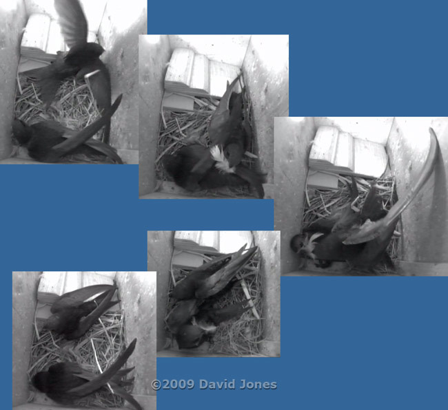 A white feather is delivered into the Swift (Starling) box