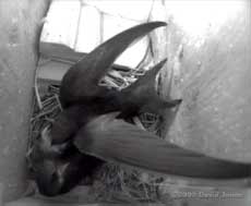 A white feather is passed between Swifts