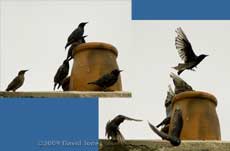 Our greatly diminished local Starling flock!