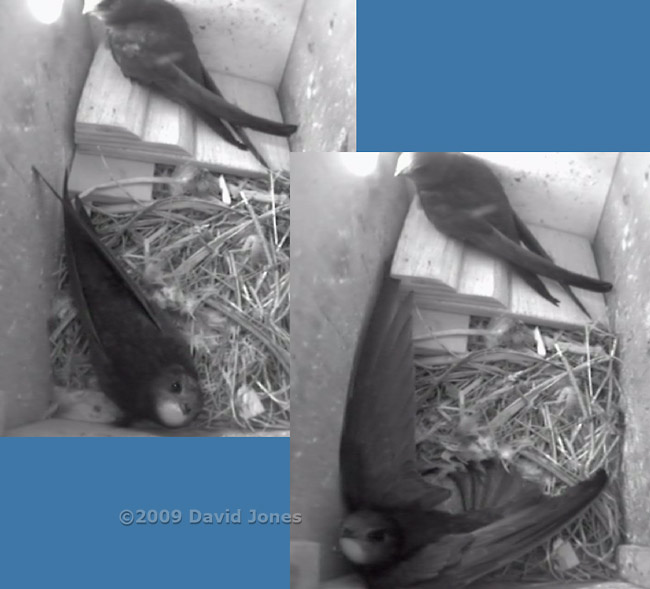 Female Swift 'poses' in corner of box