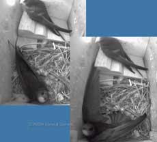 Female Swift 'poses' in corner of box