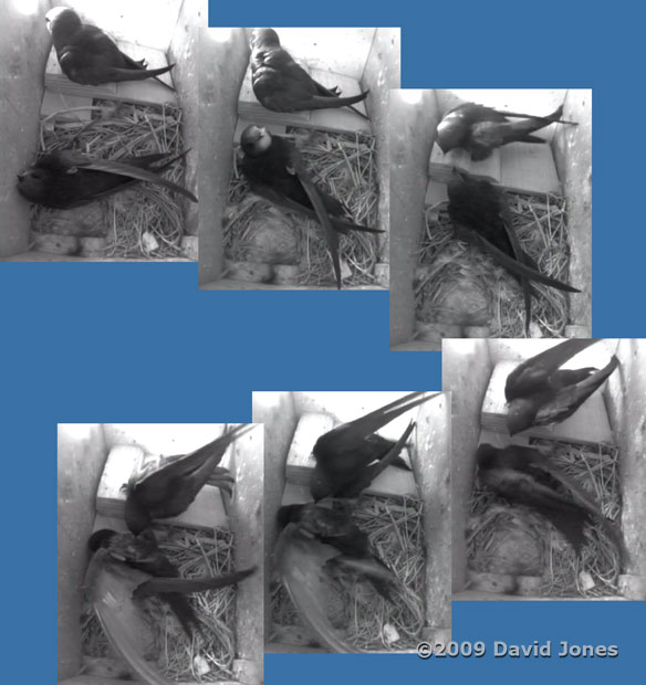 Female Swift attracts the attention of her partner