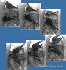 Female Swift attracts the attention of her partner