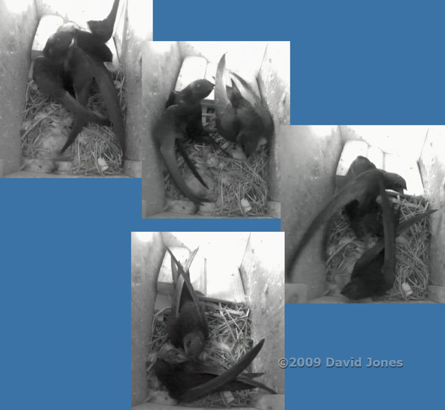 Female Swift arrives with a feather and is greeted by her partner