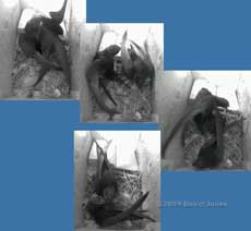 Female Swift arrives with a feather and is greeted by her partner