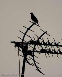 Blackbird with food for offspring at 9.30pm