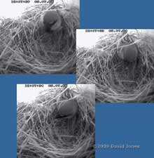 A male House Sparrow catches an insect in the upper Swift box