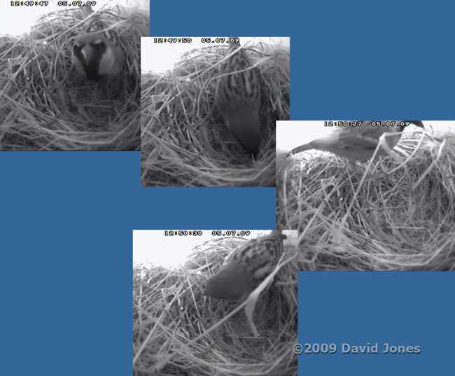 A male House Sparrow inspects the nest in the upper Swift box