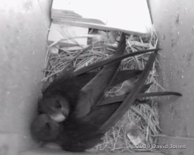 Swifts - courtship preening of female at 4am