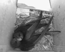 Swifts - courtship preening of female at 4am