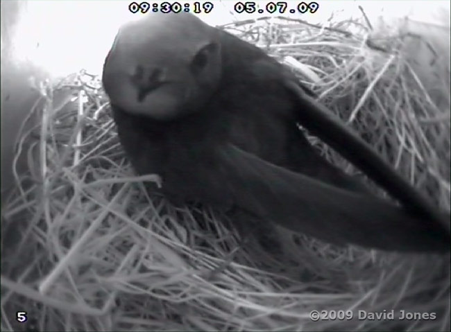 A Swift in the upper Swift box