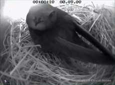 A Swift in the upper Swift box