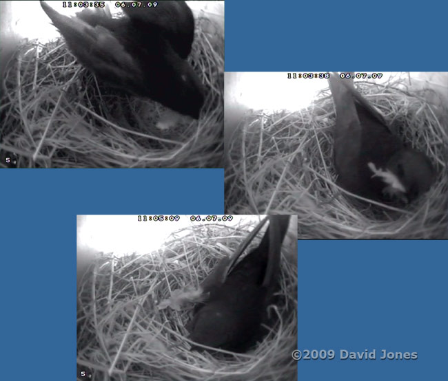 A feather is brought into the upper Swift box
