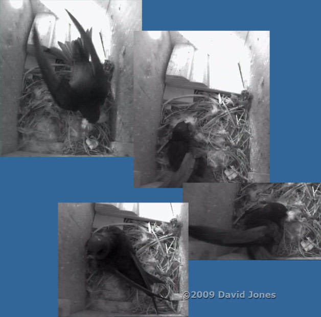 A Swft brings a  feather into the left hand Starling box