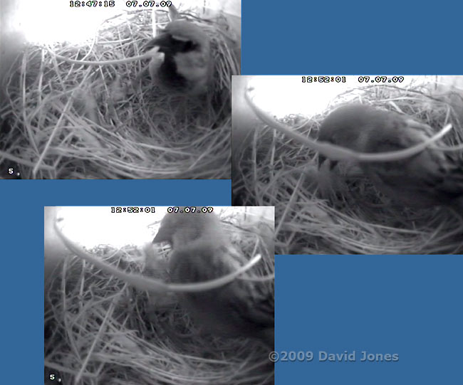 A Sparrow removes a feather from the upper Swift box