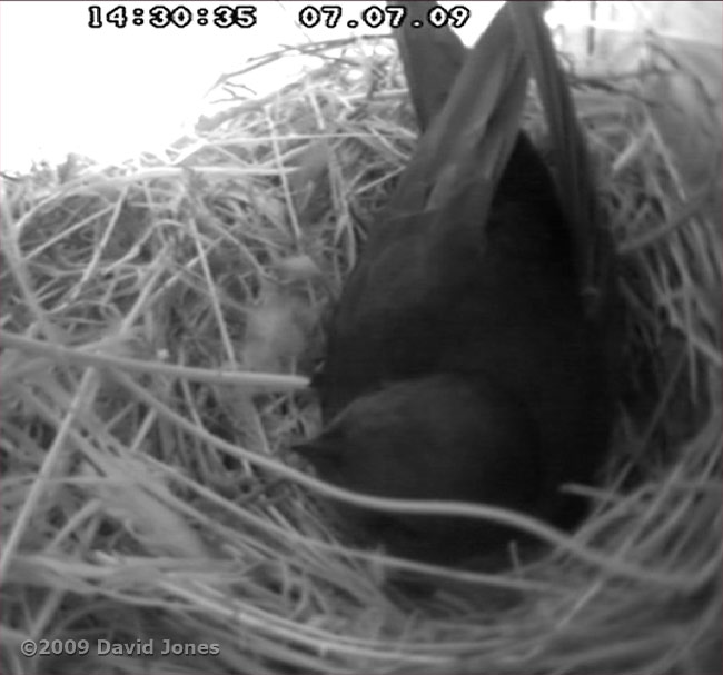 A Swift returns to the upper Swift box this afternoon