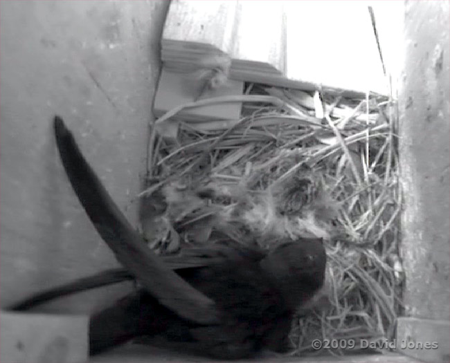 Swift - 'White-Spot in the Starling box this afternoon