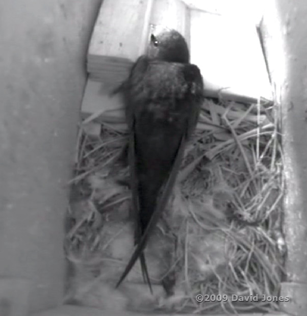 Swift - 'White-Spot , showing one of its deep-set eyes