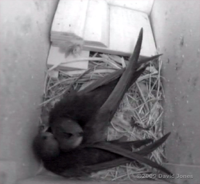 'White-Spot' is preened by jis partner after his late arrival this evening