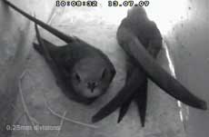 Swifts in SWlo this morning