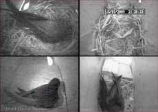 Swifts - composite image showing bird in SWlo with straw in beak