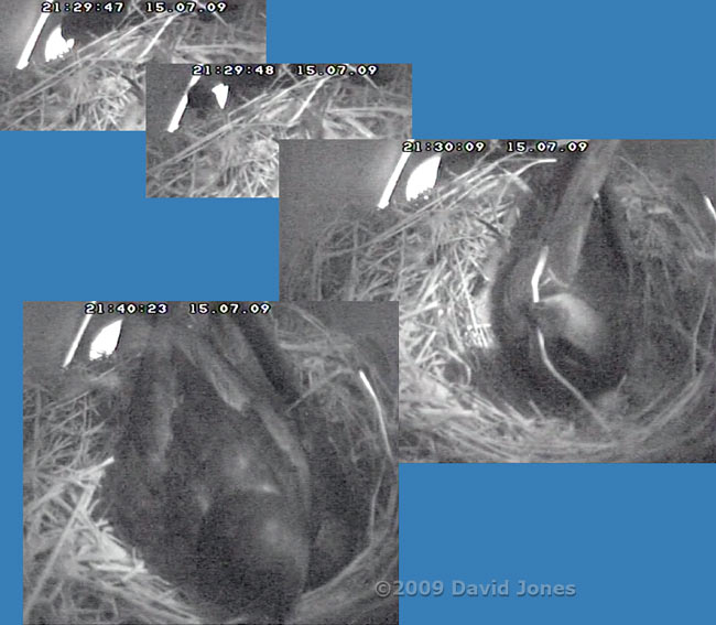 Swifts - a length of straw is brought into SWup