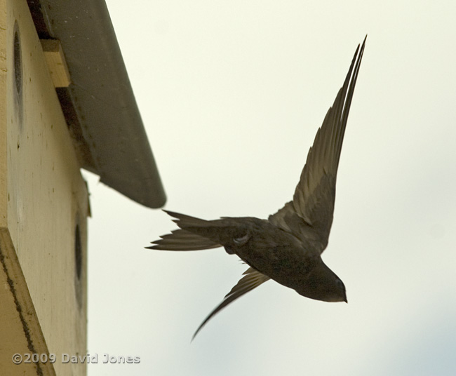 Swifts - Male Swift ('White-Spot') leaves STle