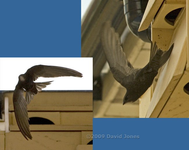 Swifts - A Swift leaves SWup - 1