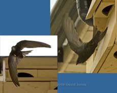 Swifts - A Swift leaves SWup - 1